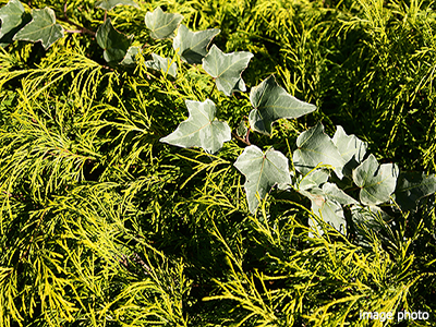 植栽計画｜ザ・パークハウス南千里アリーナ