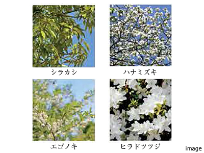 植栽｜ザ・パークハウス南千里アリーナ