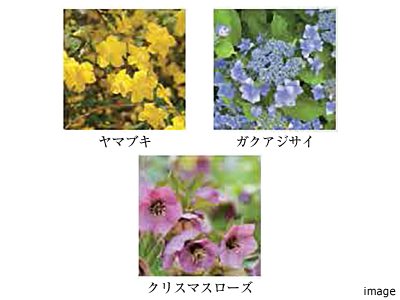 植栽｜ザ・パークハウス南千里アリーナ