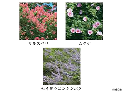 植栽｜ザ・パークハウス南千里アリーナ