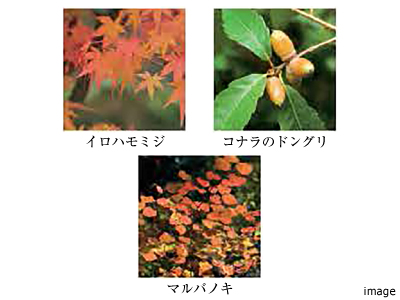 植栽｜ザ・パークハウス南千里アリーナ