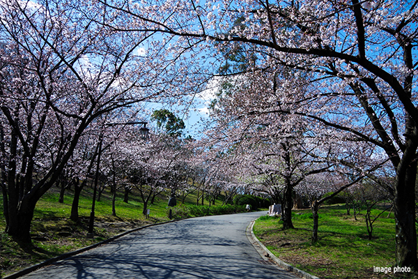 千里南公園桜並木｜ザ・パークハウス南千里アリーナ